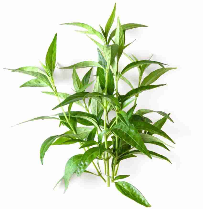 Chirata medicinal plant