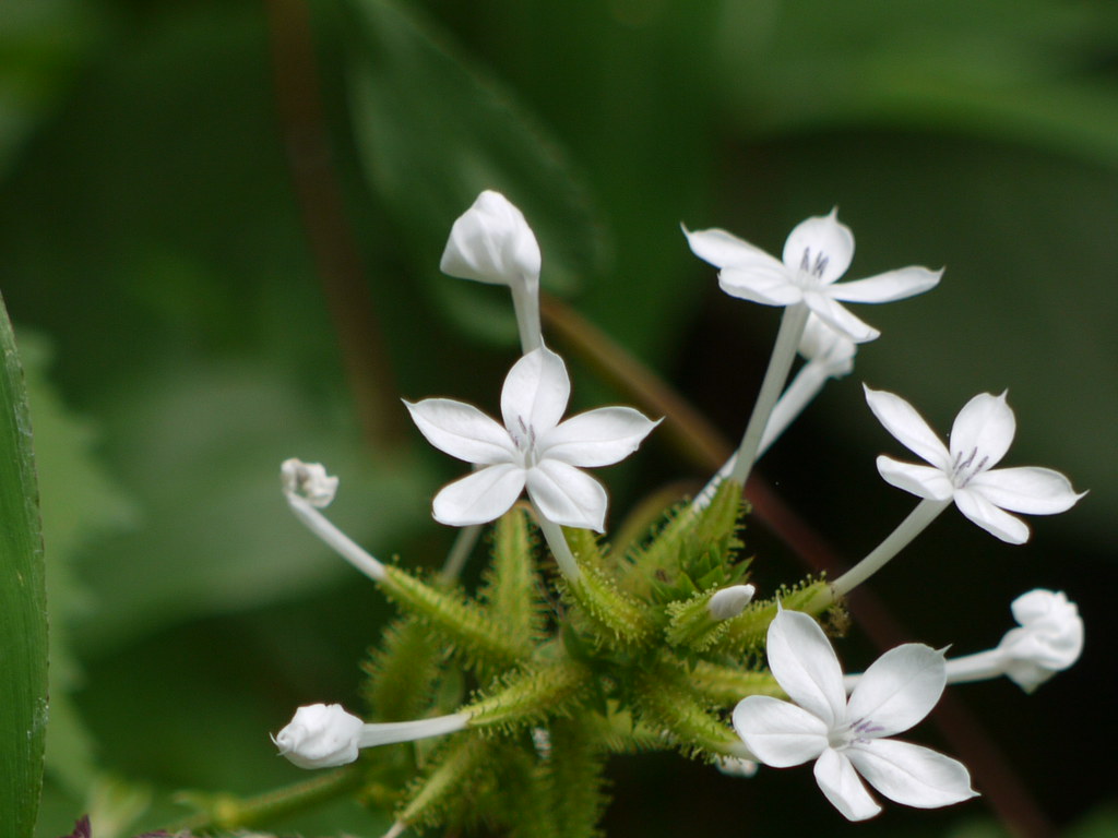 Chitrak medicinal plant