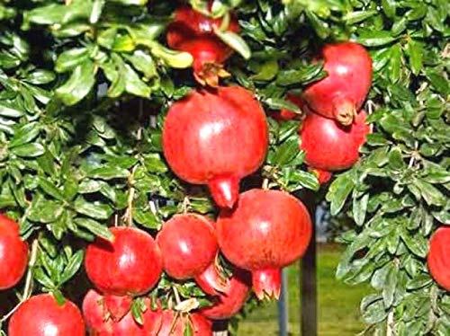 Dadima Pomegranate