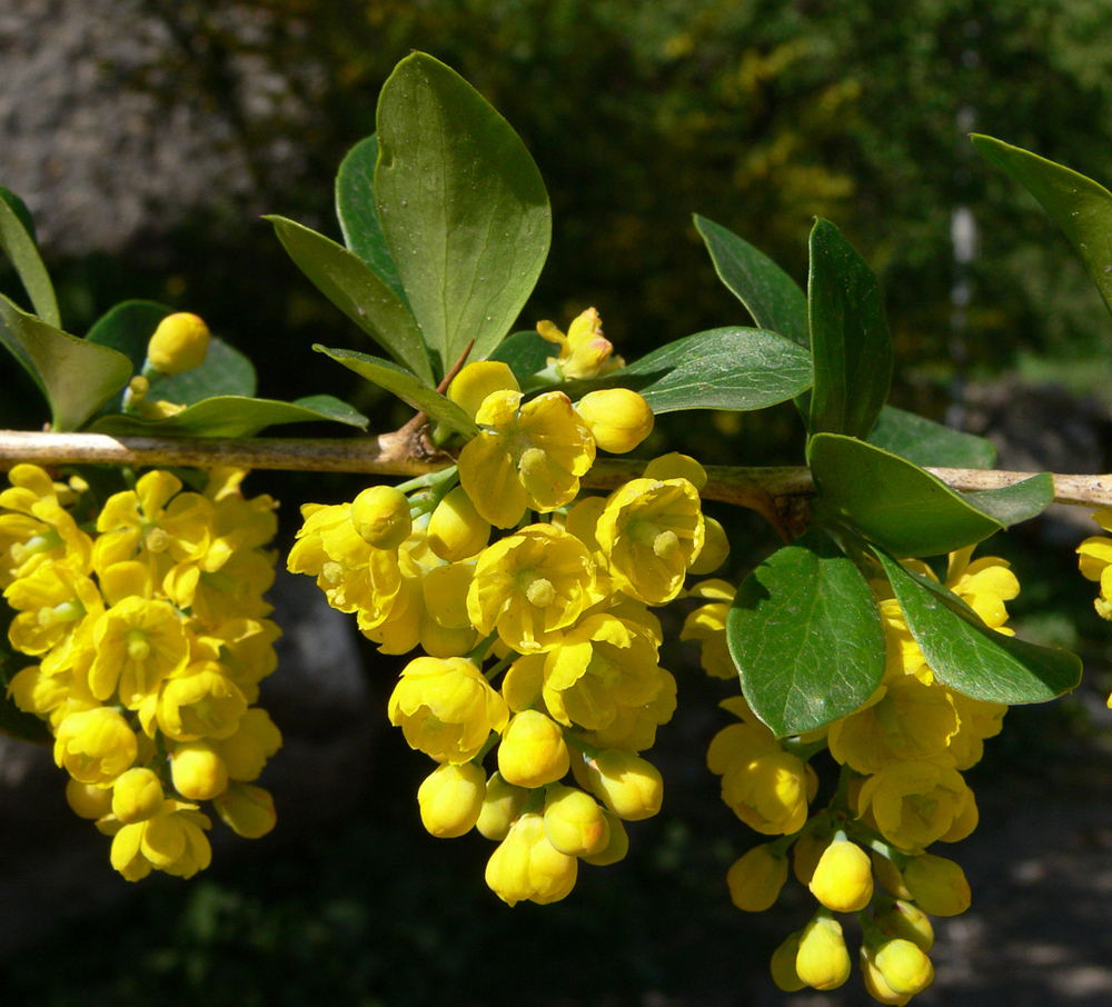 Daru Haridra Indian Barberry medicinal plant