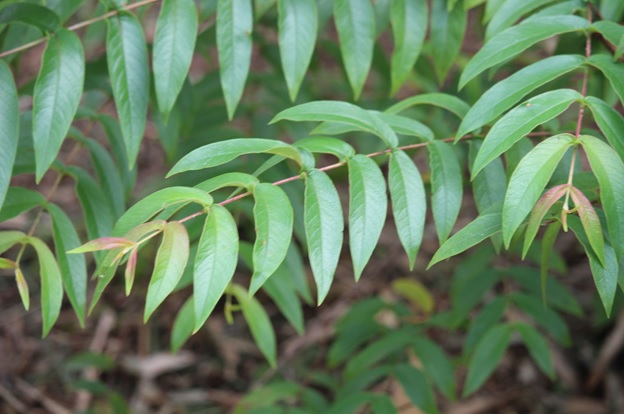 Dhataki medicinal plant