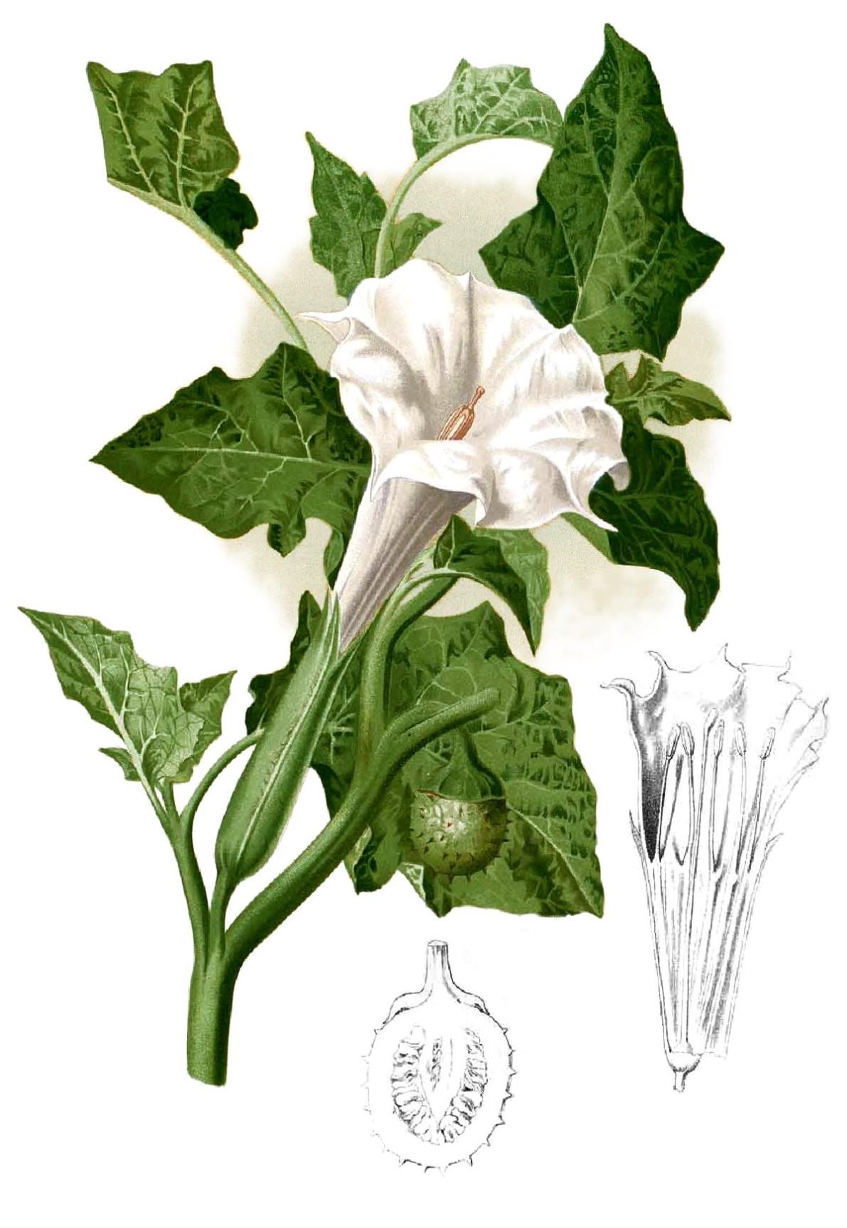 Datura