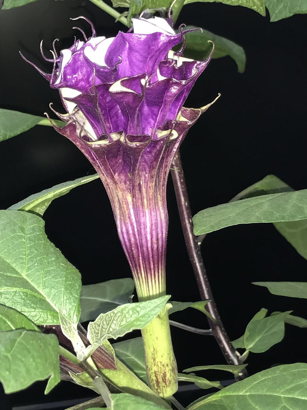 Dhatura Thornapple medicinal plant
