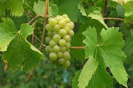 Draksha medicinal plant