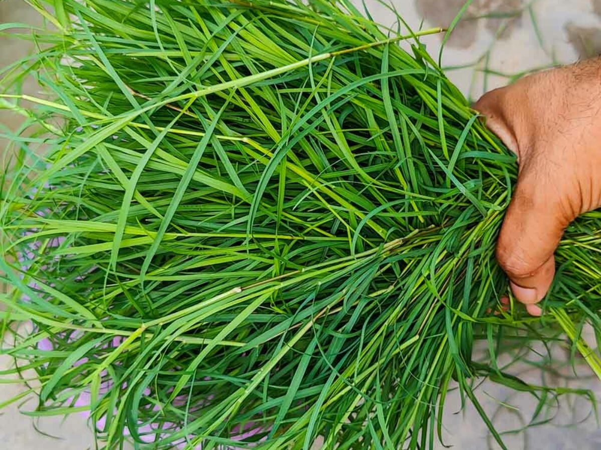 Durva medicinal plant