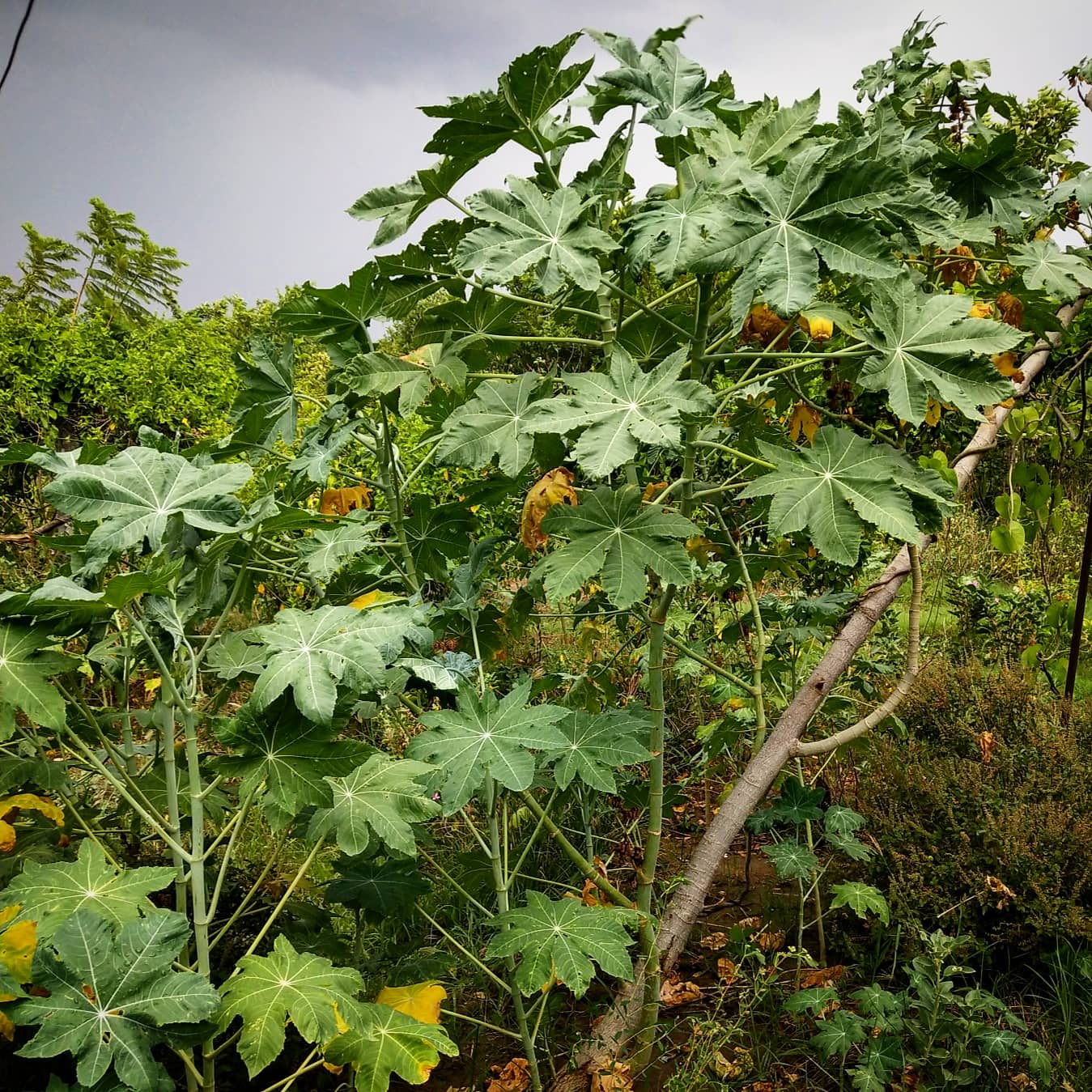 Erand medicinal plant