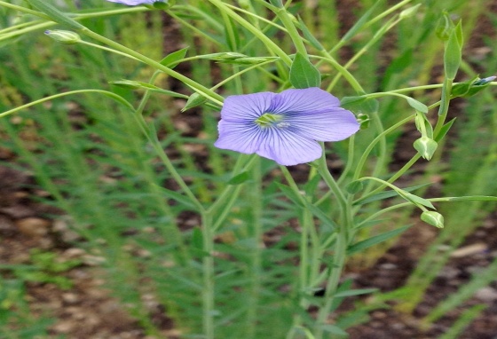 Flax Seeds medicinal plant