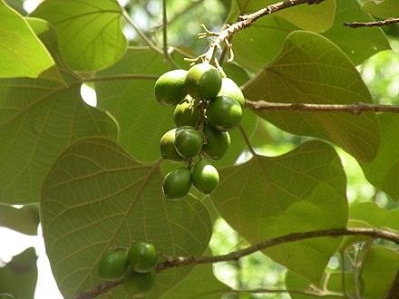 Gambhari