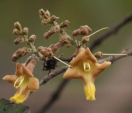 Gambhari White Teak medicinal plant