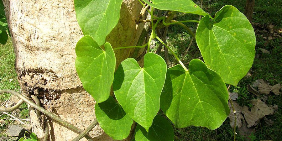Giloy medicinal plant