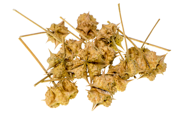 Gokshura medicinal plant