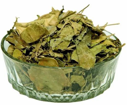 Gudmar Periploca Of The Woods medicinal plant