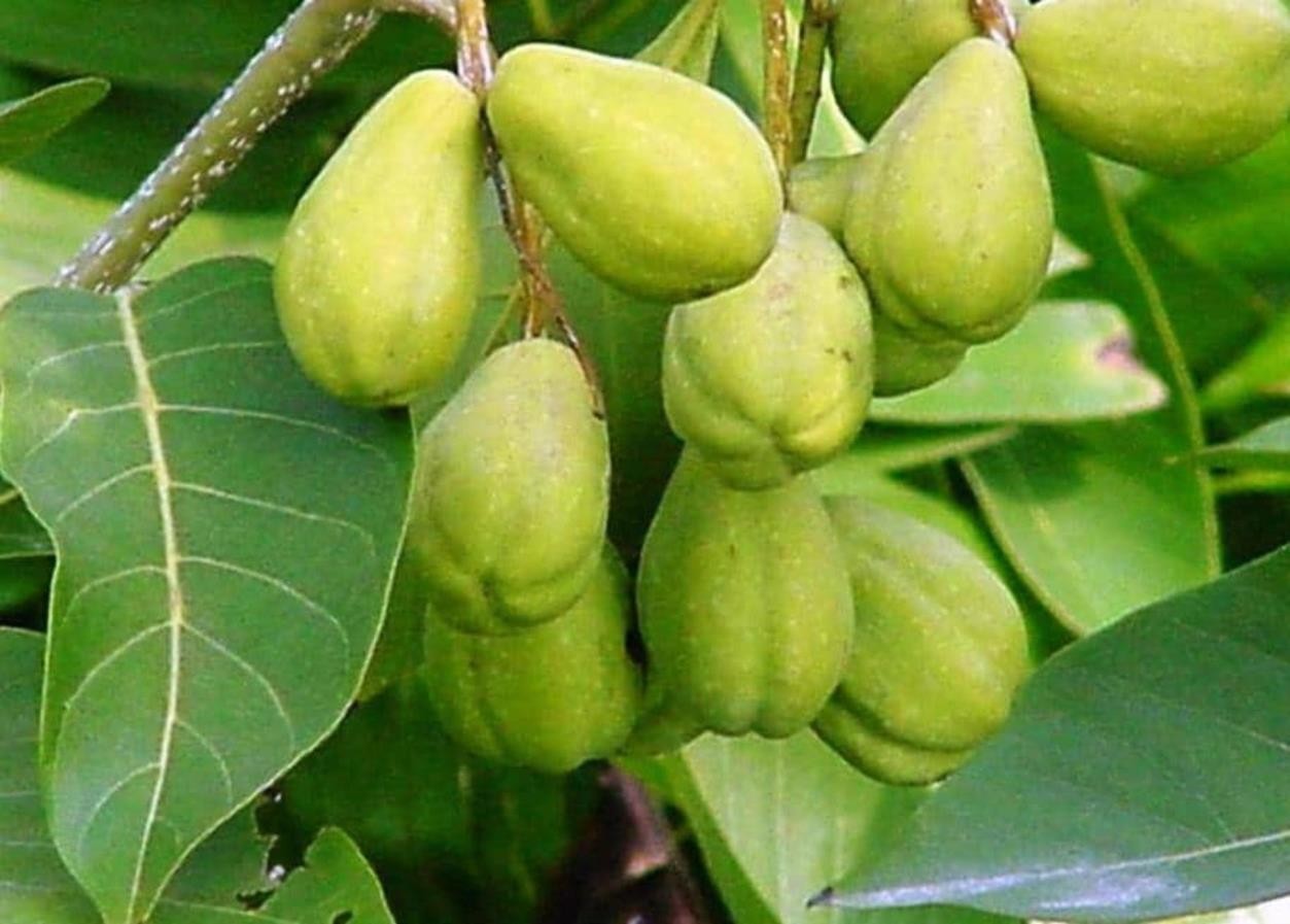 Haritaki medicinal plant
