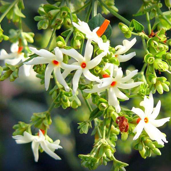 Harshringar Night Jasmine