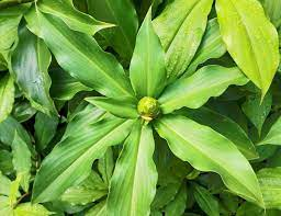 Insulin Plant medicinal plant