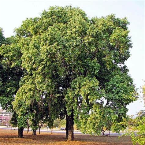 Jamun