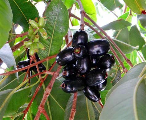 Jamun Black Plum medicinal plant