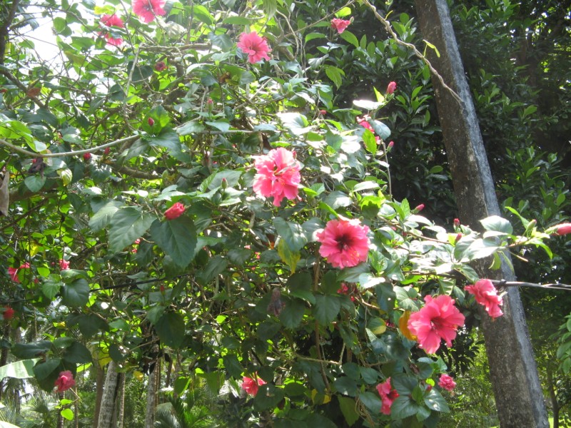 Japa medicinal plant