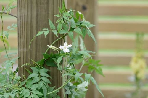 Jasmine medicinal plant