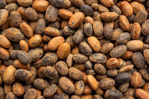 Jayapal medicinal plant