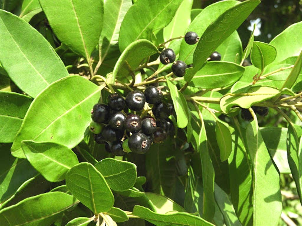 Kababchini
