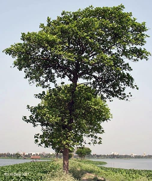 Kadamba medicinal plant