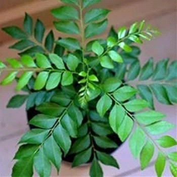 Kaidarya medicinal plant