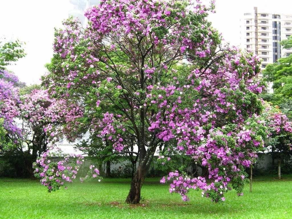Kanchanar medicinal plant
