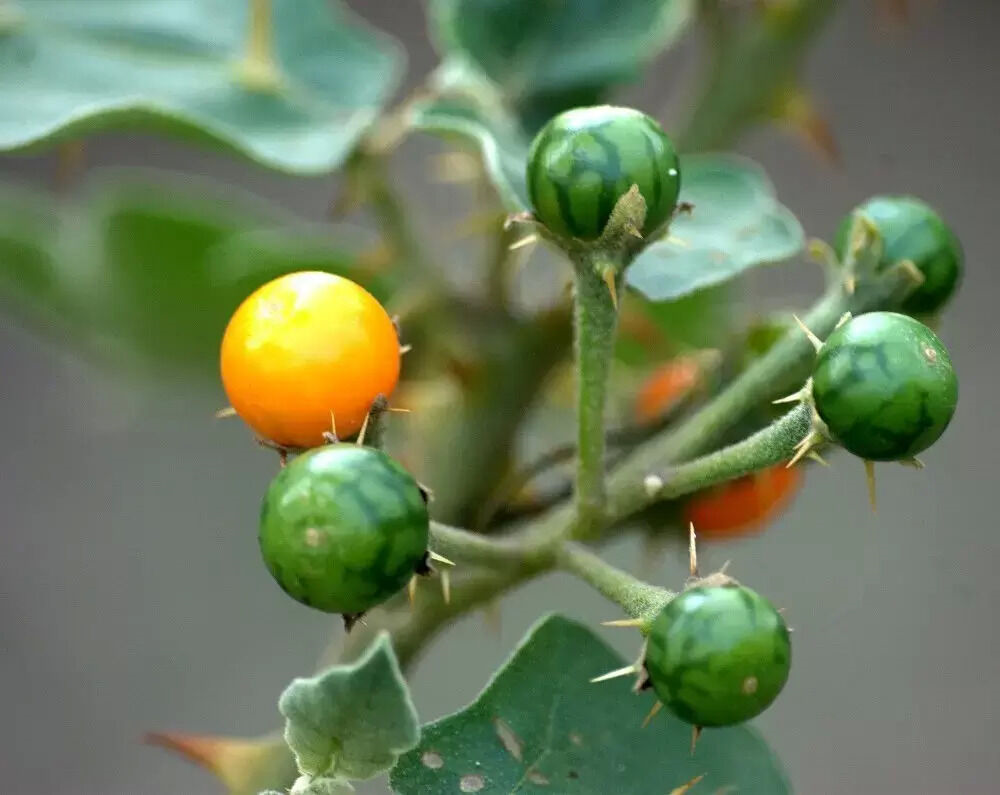 Kantakari medicinal plant