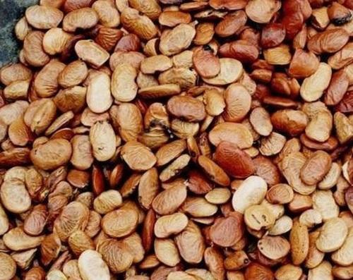 Karanj Indian Beech medicinal plant