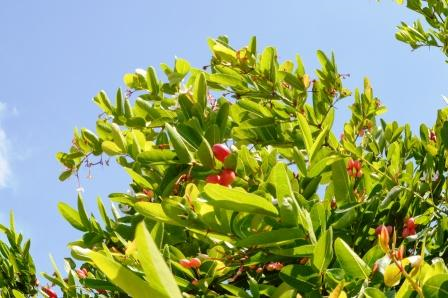 Karmard medicinal plant