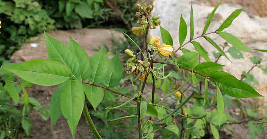 Kasmarda medicinal plant