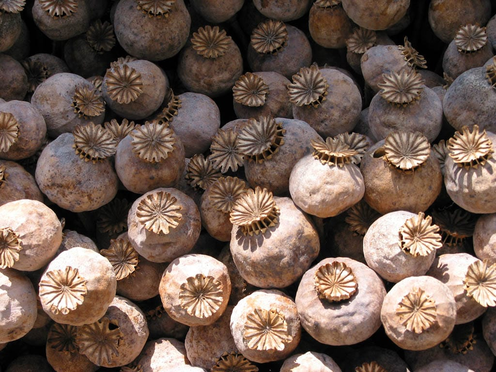 Khas Khas medicinal plant