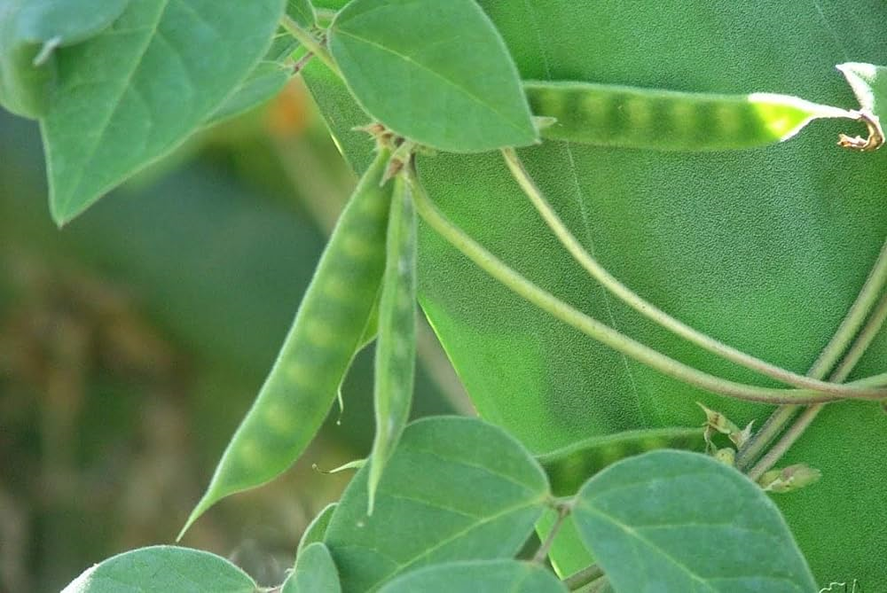 Kulathidal medicinal plant