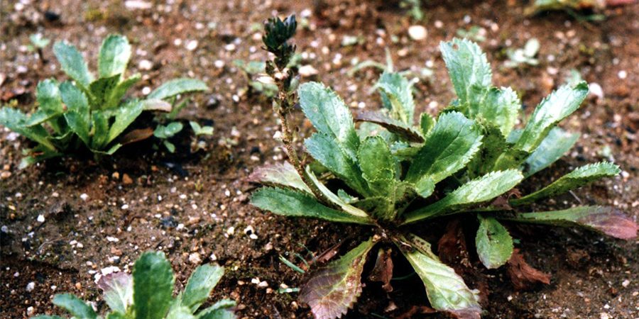 Kutuki medicinal plant