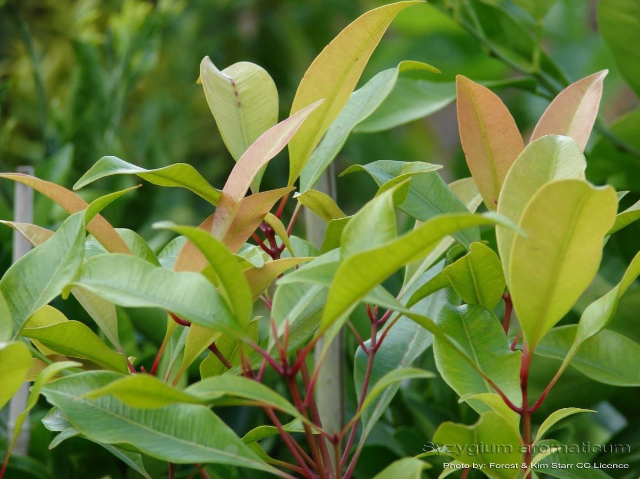 Lavang medicinal plant