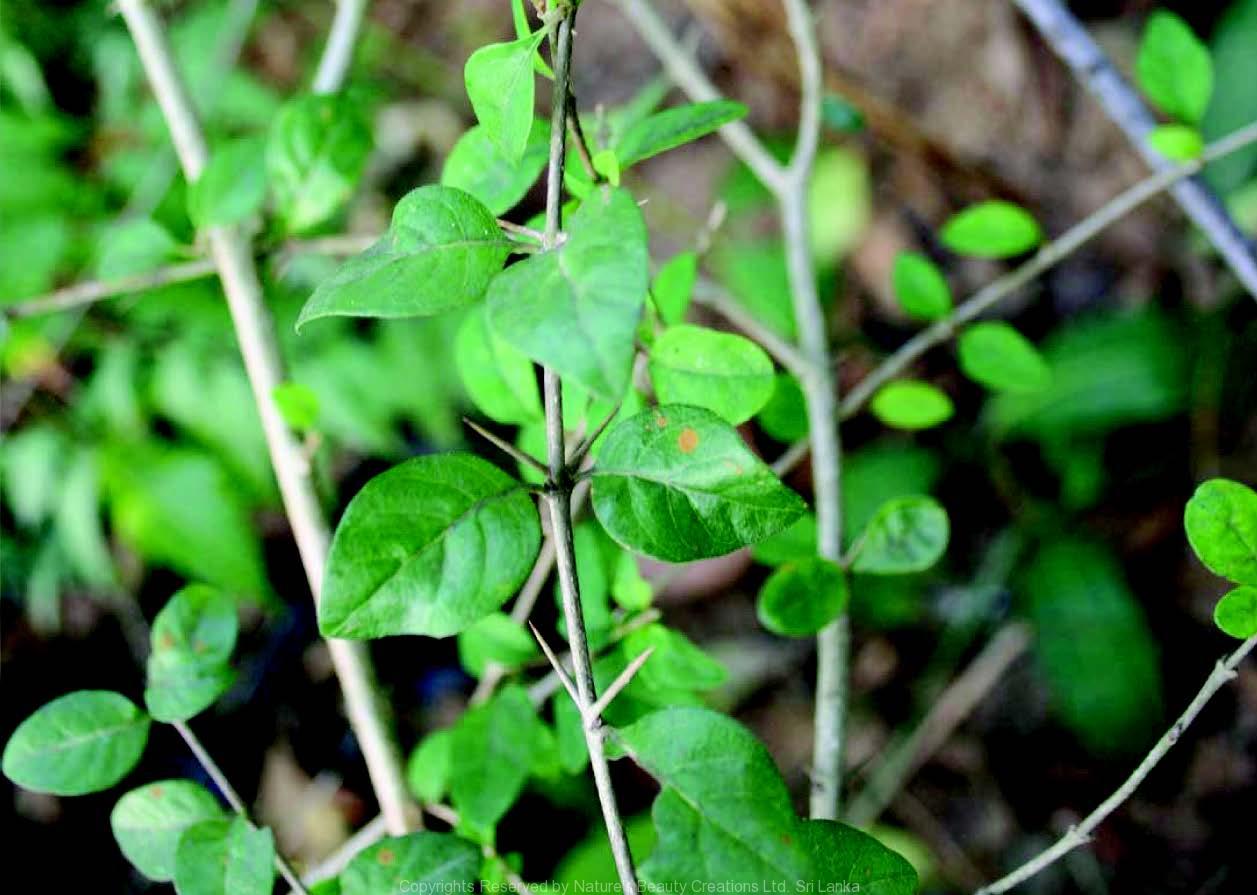 Madanphala medicinal plant