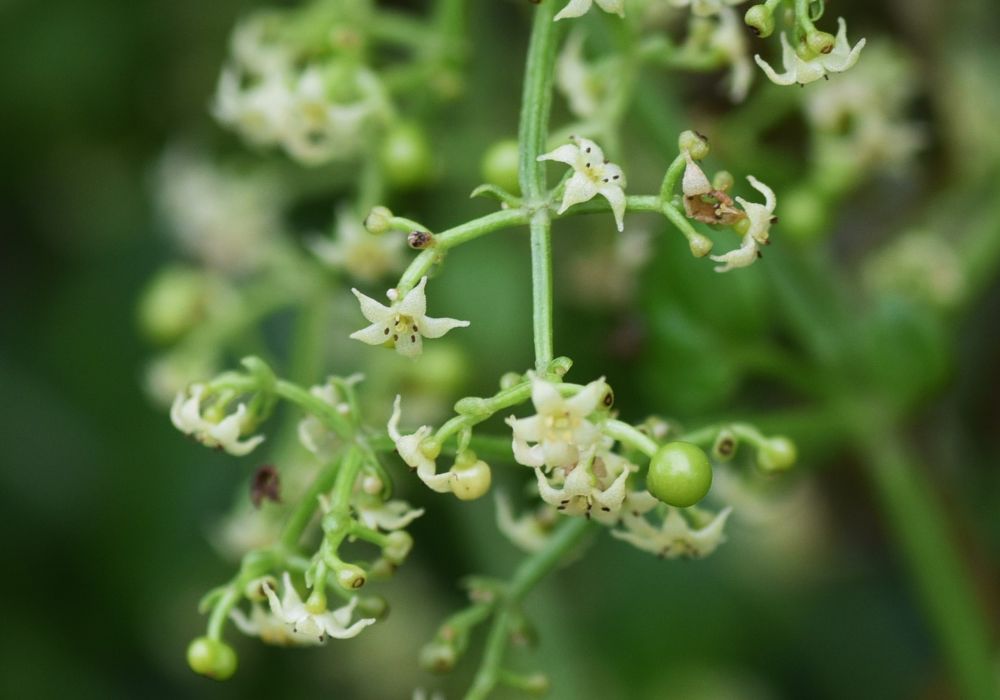 Manjistha medicinal plant