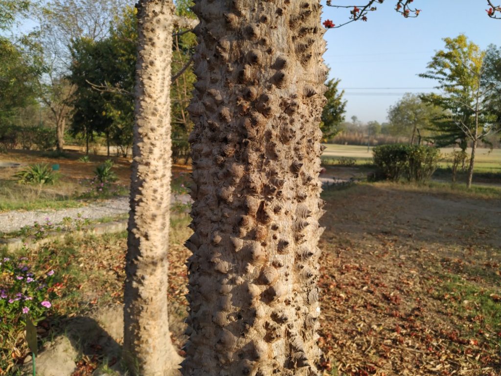 Mochras medicinal plant