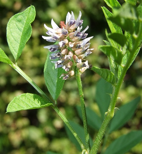 Mulethi medicinal plant