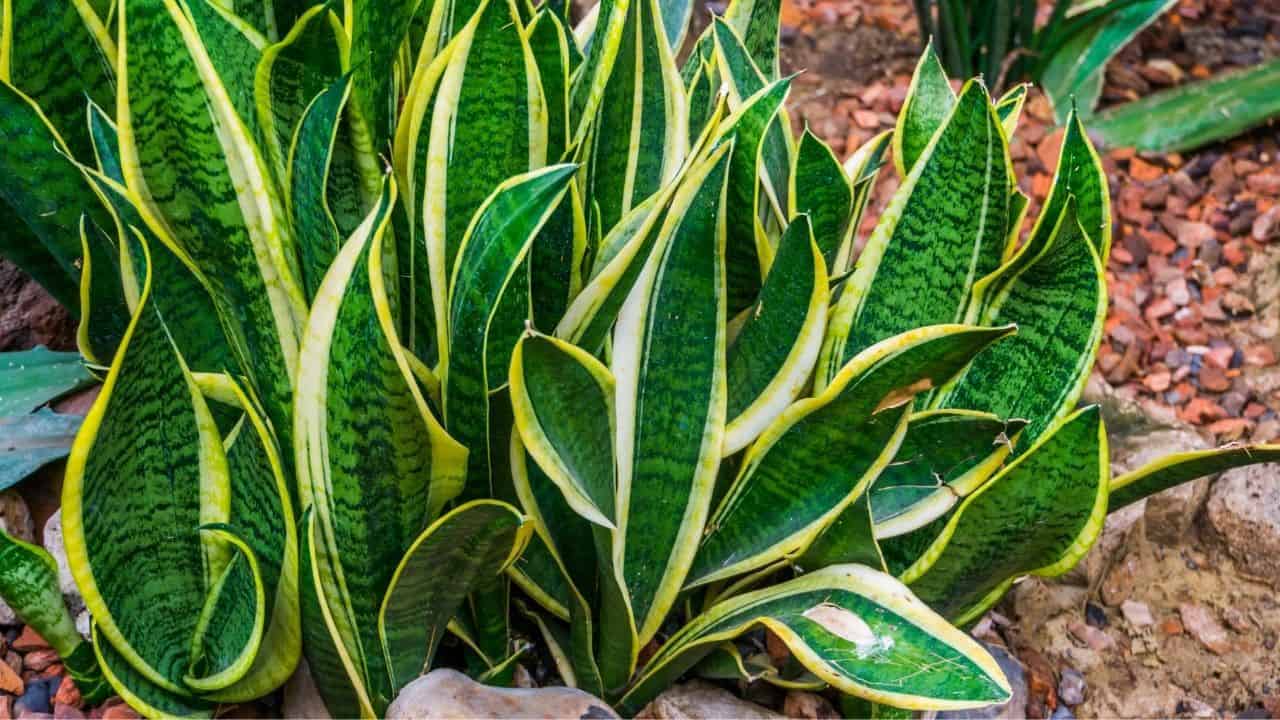 Naagdaman medicinal plant