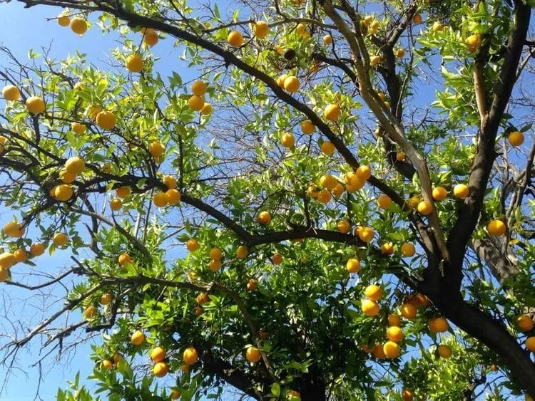 Nimbu Lemon medicinal plant