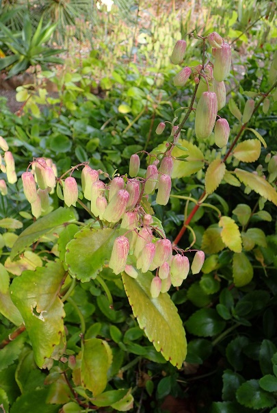 Parnabeej medicinal plant