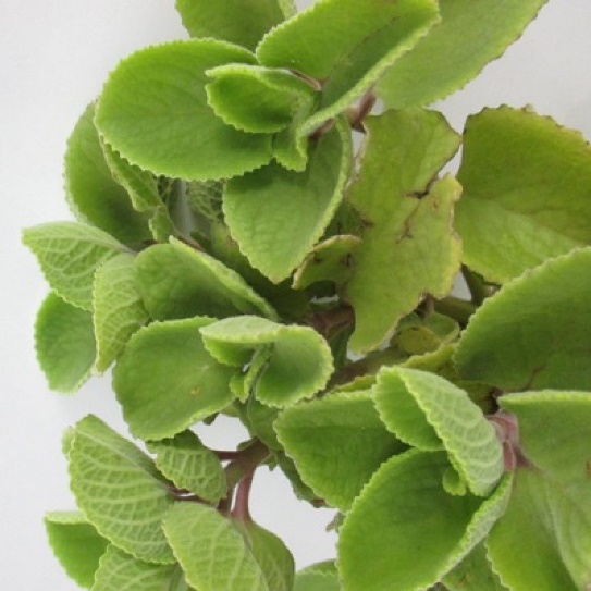 Parnyavaani Country Borage medicinal plant