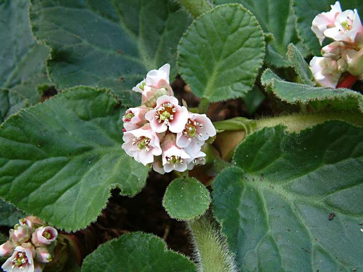 Pashanbhed medicinal plant