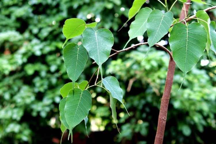 Ashwath Peepal medicinal plant