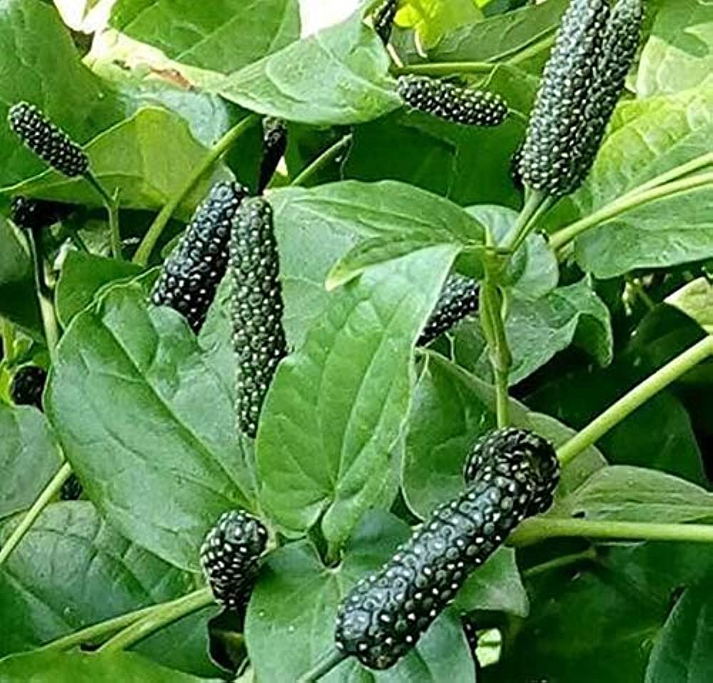 Pippali medicinal plant