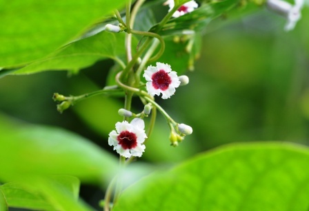 Prasarini