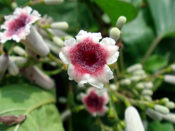 Prasarini medicinal plant