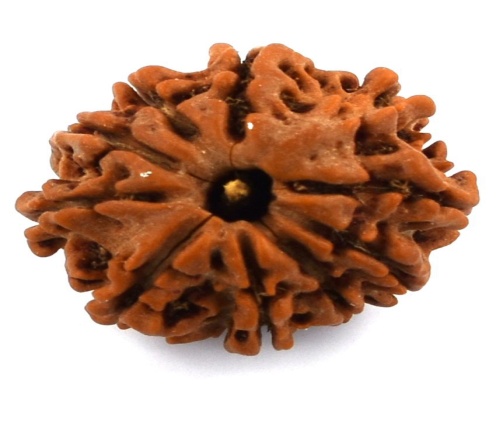 Rudraksh medicinal plant